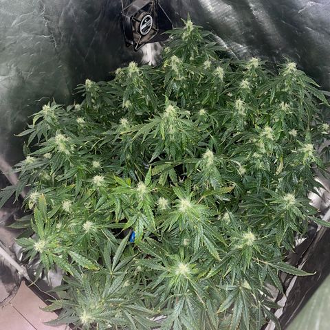 Royal Dwarf growlog timeline photo