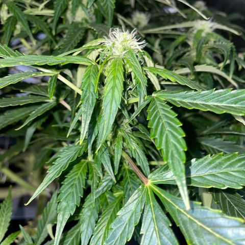Royal Dwarf growlog timeline photo