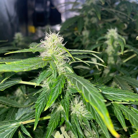 Royal Dwarf growlog timeline photo