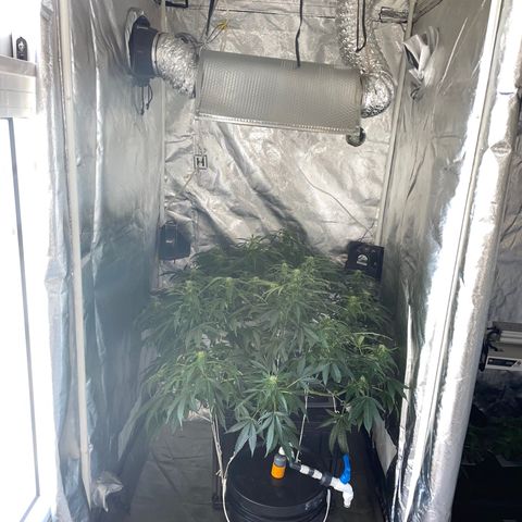 Royal Dwarf growlog timeline photo