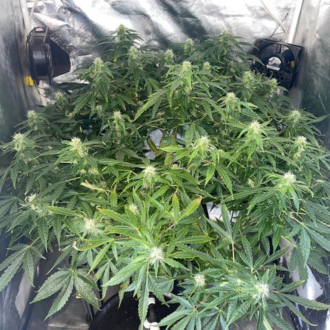 Royal Dwarf growlog timeline photo