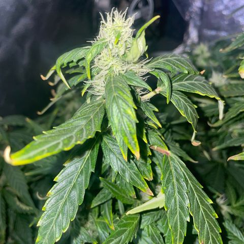 Royal Dwarf growlog timeline photo