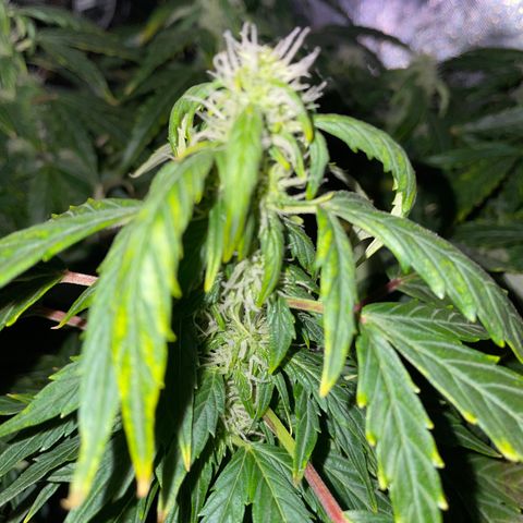 Royal Dwarf growlog timeline photo