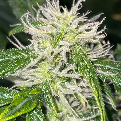 Royal Dwarf growlog timeline photo