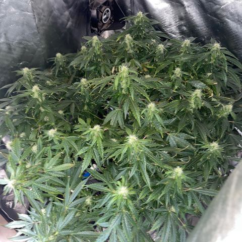 Royal Dwarf growlog timeline photo