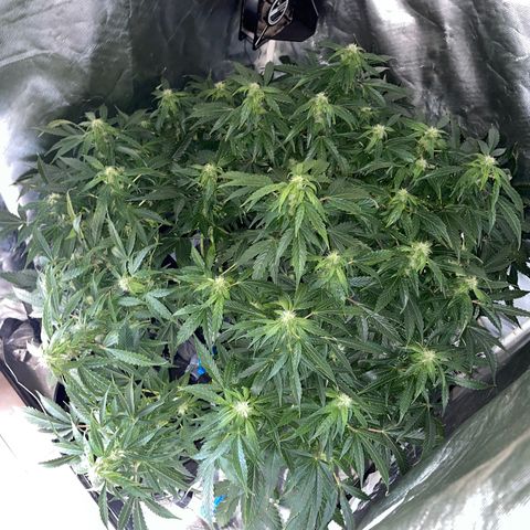 Royal Dwarf growlog timeline photo