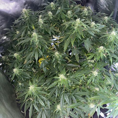 Royal Dwarf growlog timeline photo