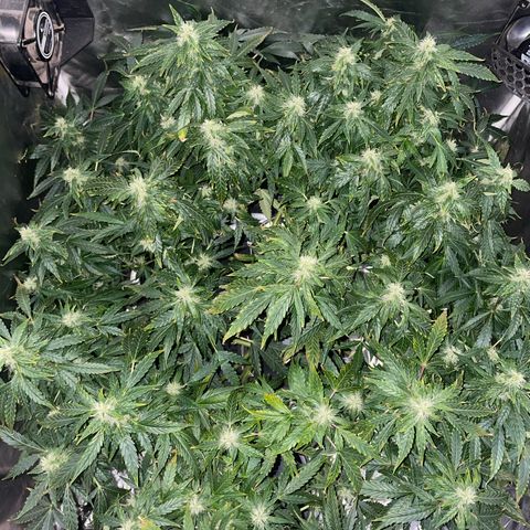 Royal Dwarf growlog timeline photo