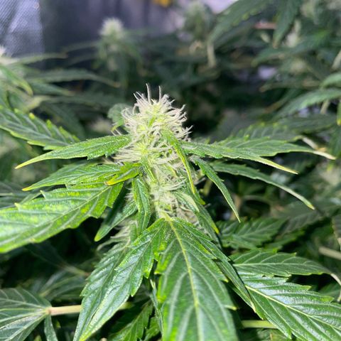 Royal Dwarf growlog timeline photo