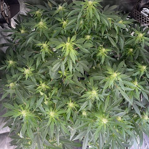 Royal Dwarf growlog timeline photo