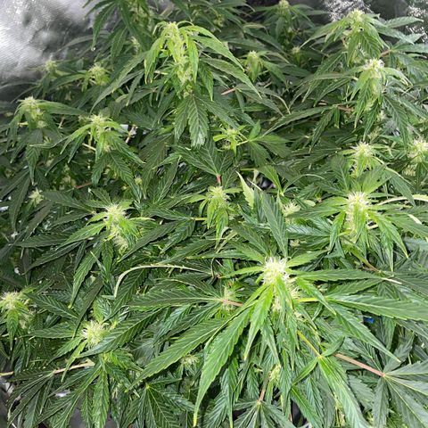 Royal Dwarf growlog timeline photo
