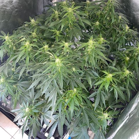 Royal Dwarf growlog timeline photo