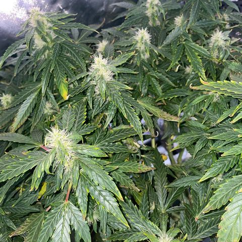 Royal Dwarf growlog timeline photo