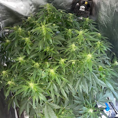 Royal Dwarf growlog timeline photo
