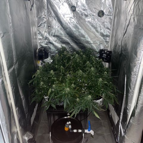 Royal Dwarf growlog timeline photo