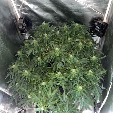 Royal Dwarf growlog timeline photo