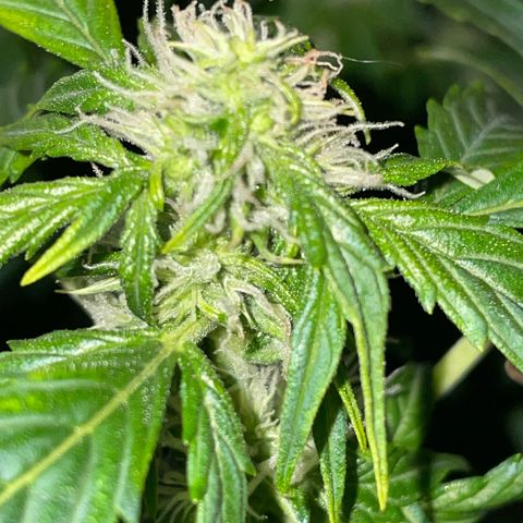 Royal Dwarf growlog timeline photo
