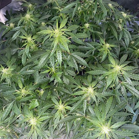 Royal Dwarf growlog timeline photo