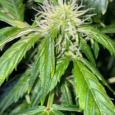 Royal Dwarf growlog timeline photo