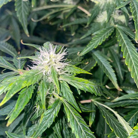 Royal Dwarf growlog timeline photo