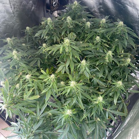 Royal Dwarf growlog timeline photo