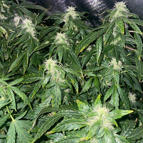 Royal Dwarf growlog timeline photo