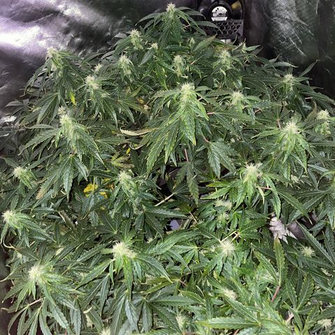 Royal Dwarf growlog timeline photo