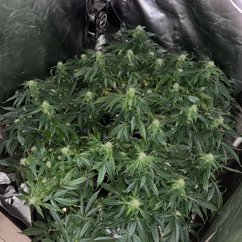 Royal Dwarf growlog timeline photo