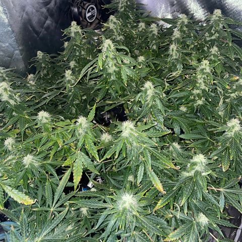 Royal Dwarf growlog timeline photo