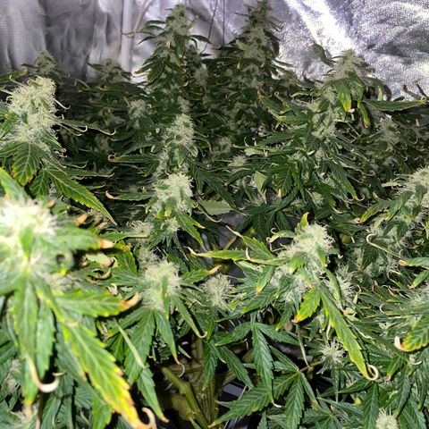 Royal Dwarf growlog timeline photo