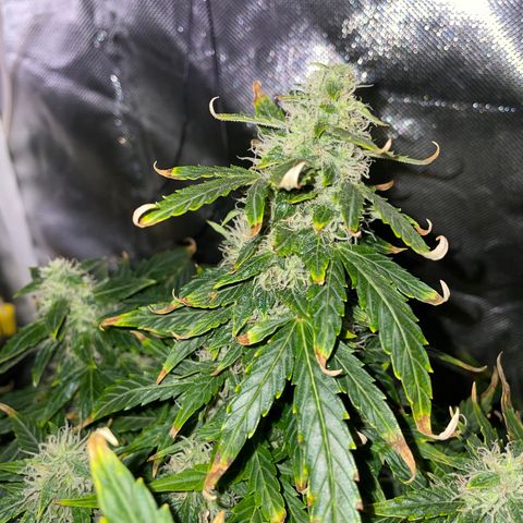 Royal Dwarf growlog timeline photo