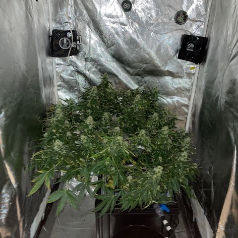 Royal Dwarf growlog timeline photo