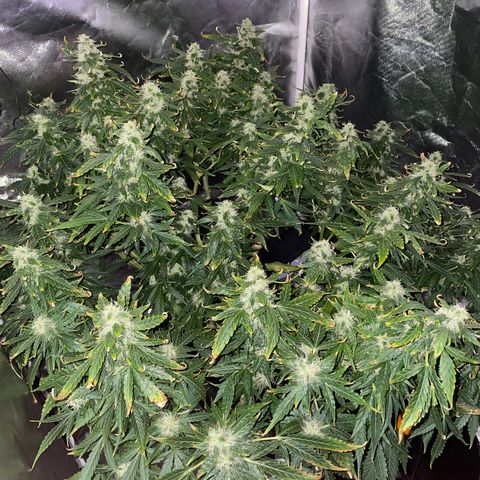 Royal Dwarf growlog timeline photo