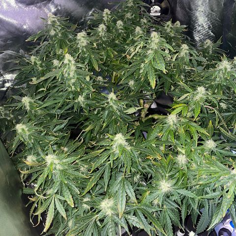 Royal Dwarf growlog timeline photo