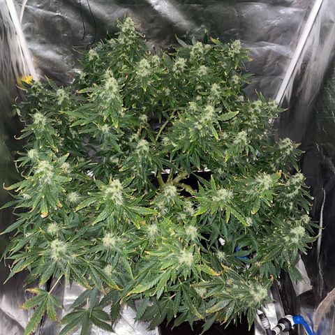 Royal Dwarf growlog timeline photo