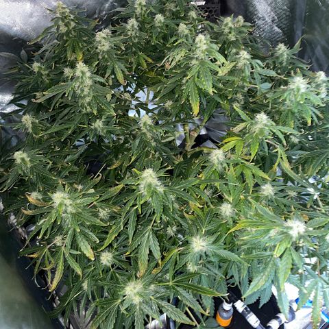 Royal Dwarf growlog timeline photo
