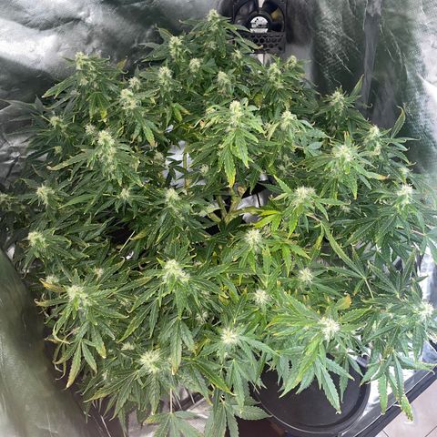 Royal Dwarf growlog timeline photo