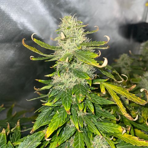 Royal Dwarf growlog timeline photo