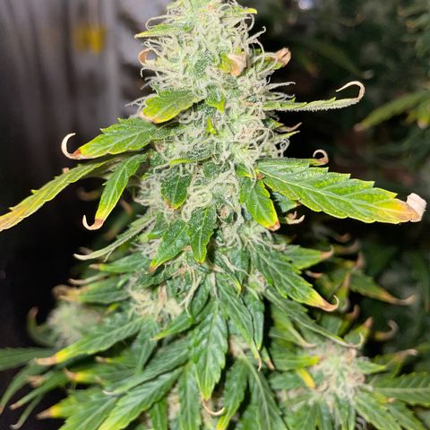 Royal Dwarf growlog timeline photo