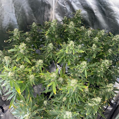 Royal Dwarf growlog timeline photo