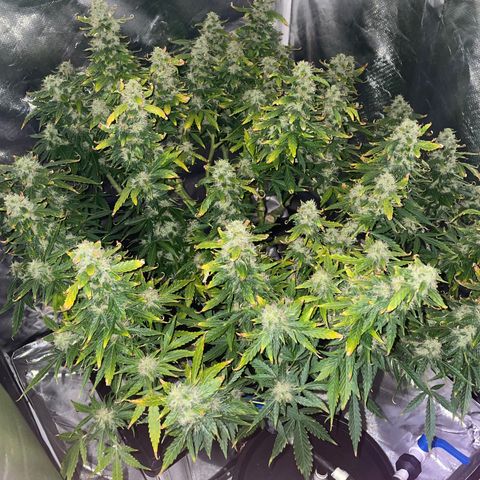 Royal Dwarf growlog timeline photo