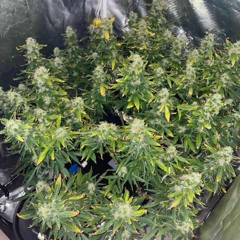 Royal Dwarf growlog timeline photo