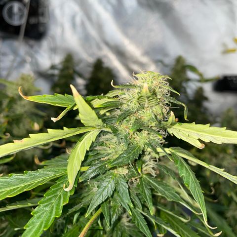 Royal Dwarf growlog timeline photo