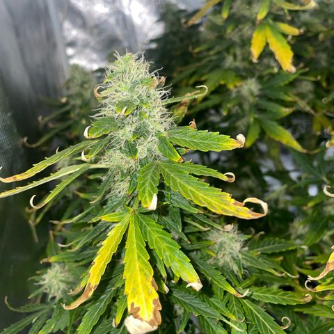 Royal Dwarf growlog timeline photo