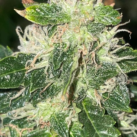 Royal Dwarf growlog timeline photo