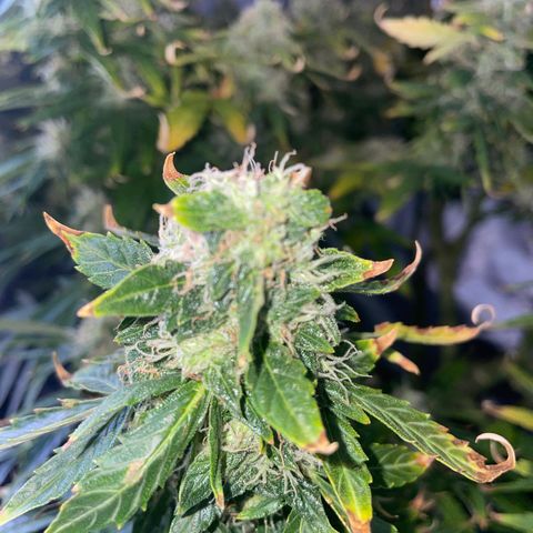 Royal Dwarf growlog timeline photo