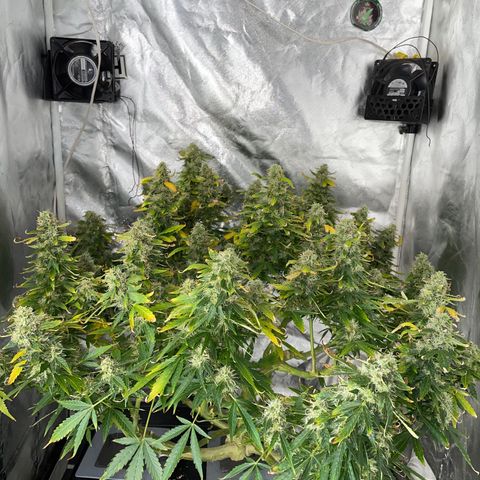 Royal Dwarf growlog timeline photo