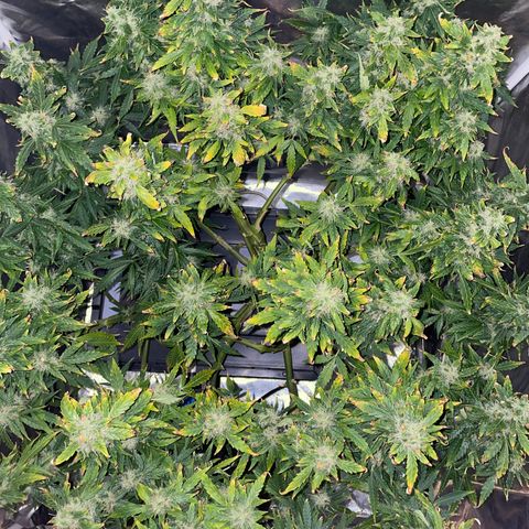 Royal Dwarf growlog timeline photo
