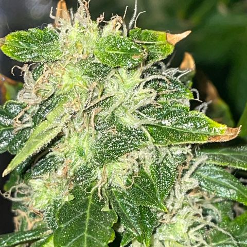 Royal Dwarf growlog timeline photo