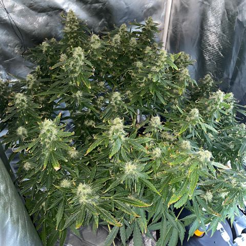 Royal Dwarf growlog timeline photo